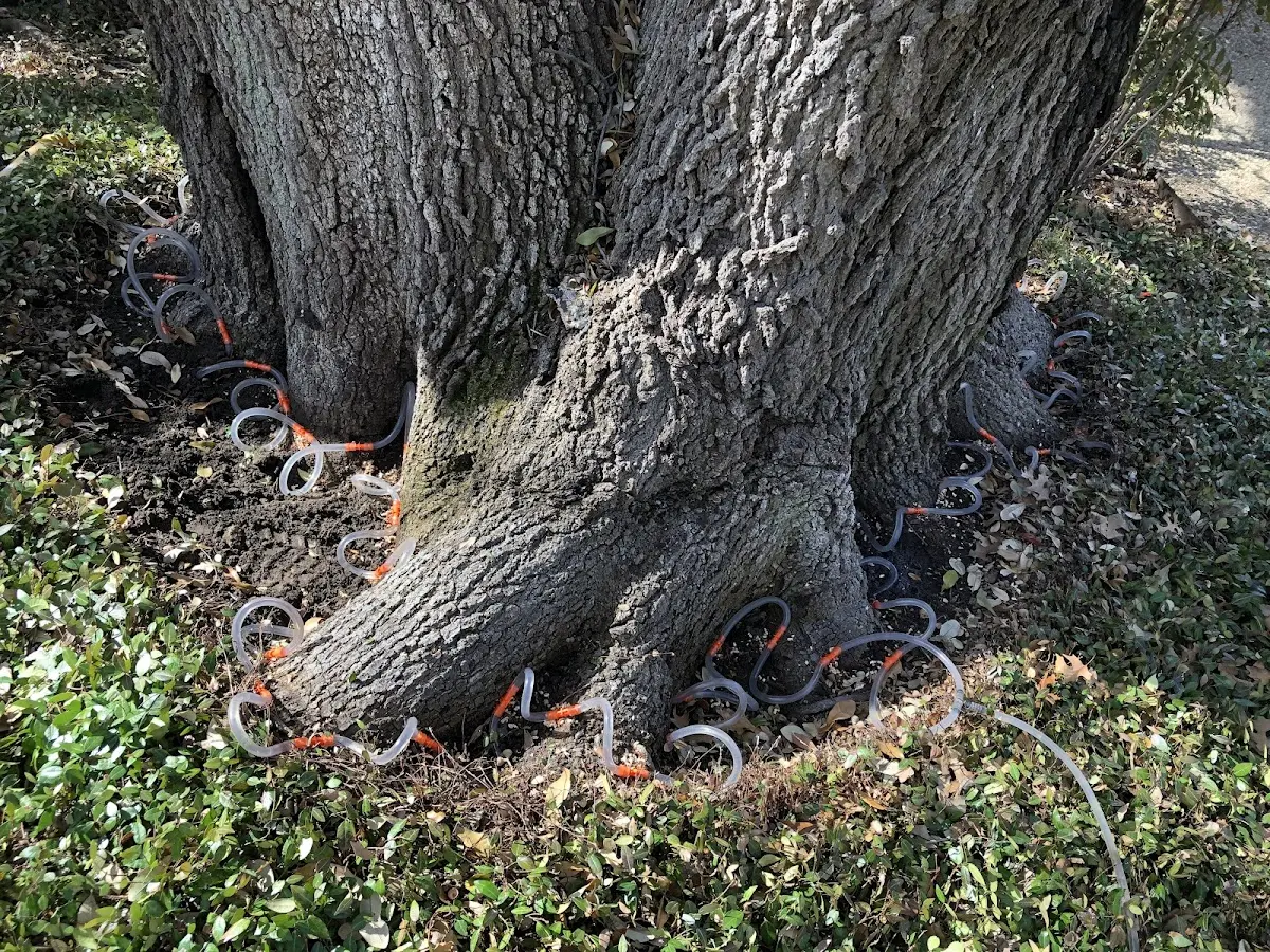 Detailed Tree Cabling and Bracing job site in Enosburg Falls