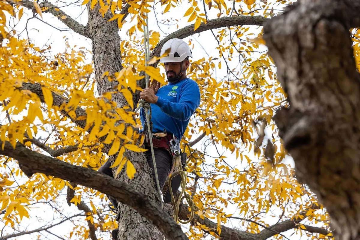 Skilled Tree Transplanting crew working in Enosburg Falls