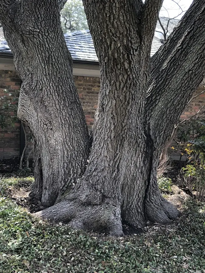 Mature heritage tree close to a Enosburg Falls property cared for by certified arborists